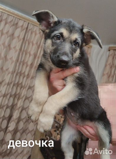 Щенок овчарки