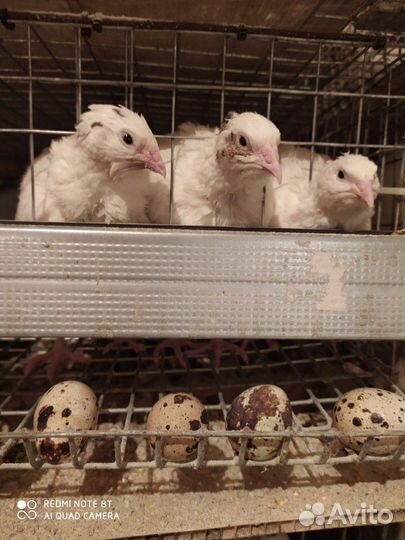 Перепел несушки