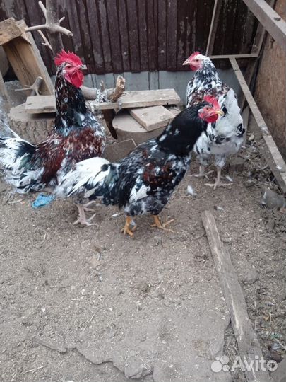 Куры и петухи