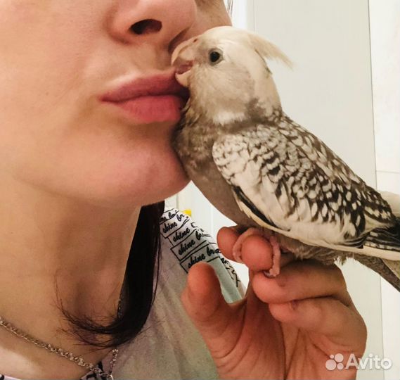 Попугай корелла выкормыш с клеткой