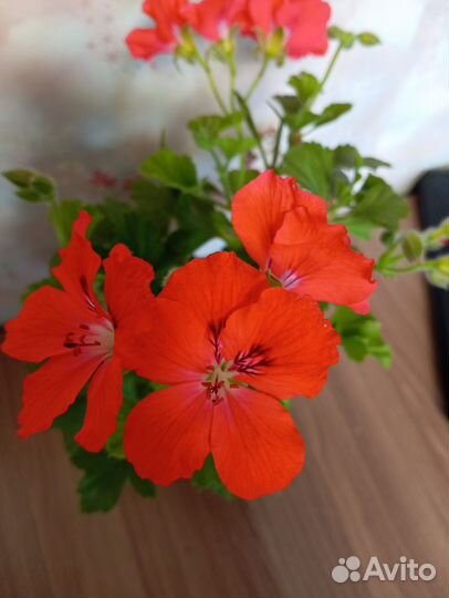 Королева герань