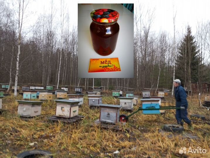 Пчелы.Пчелосемьи карника и карпатка. матки 2024 г