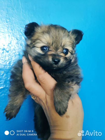 Померанский шпиц медвежьего типа