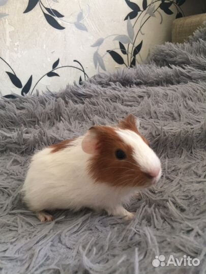 Морские свинки