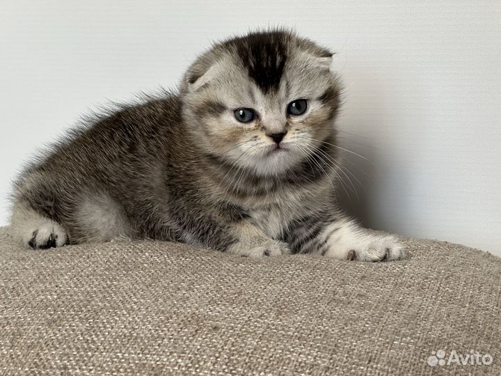 Шотландский вислоухий котёнок