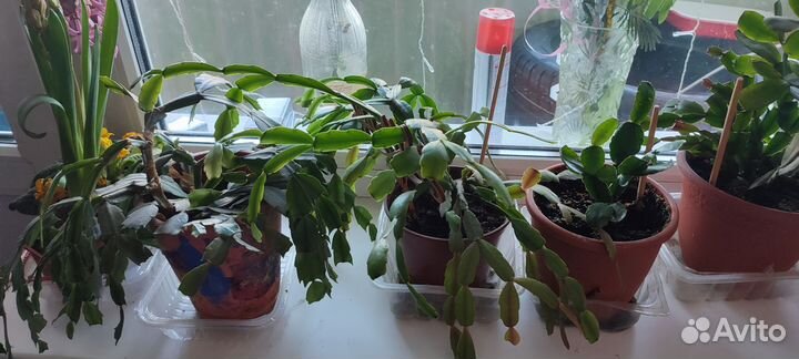 Декабристы укоренённые