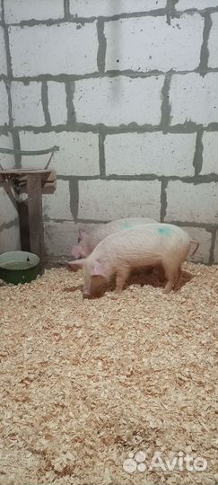 Поросята Дюрок