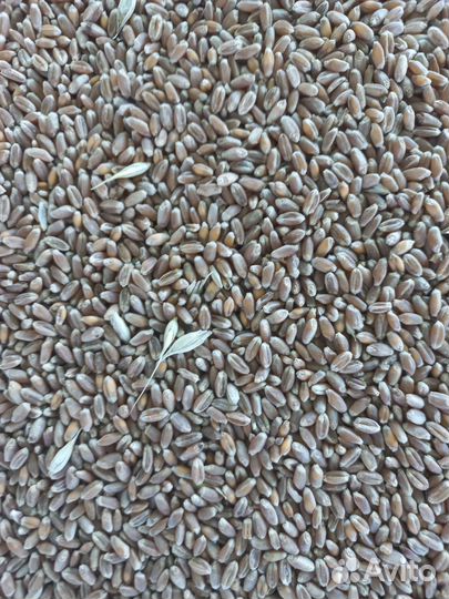 Пшеница и ячмень