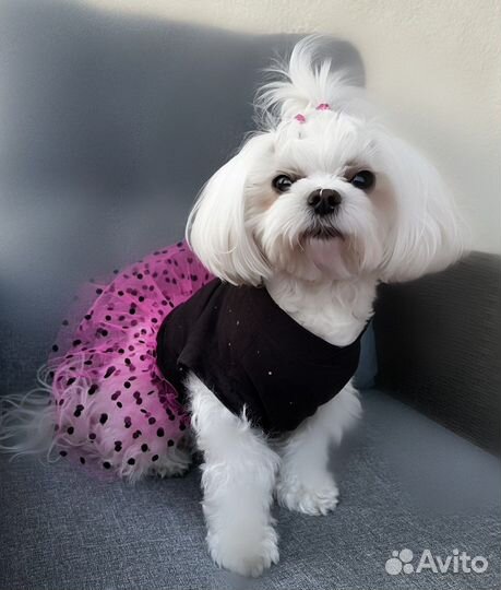 Одежда для собак мелких пород