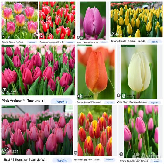 Луковицы тюльпан Голландия (после выгонки)