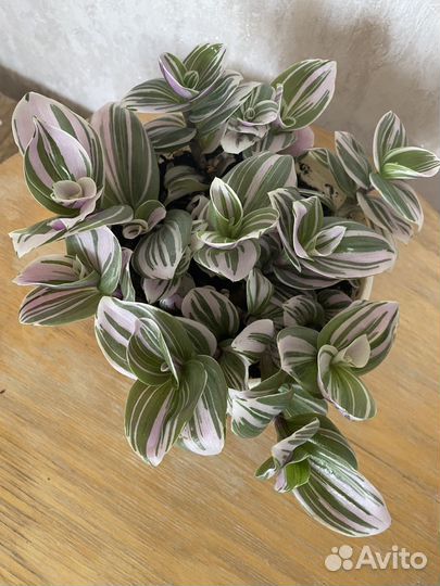 Традесканция