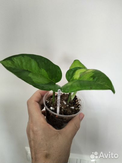 Сциндапсус Глобал Грин