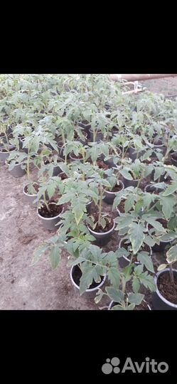 Рассада помидор