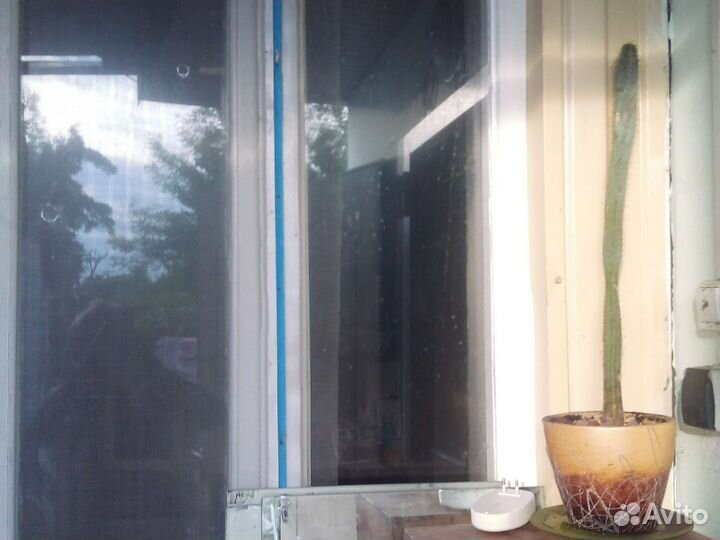 Кактус в горшке