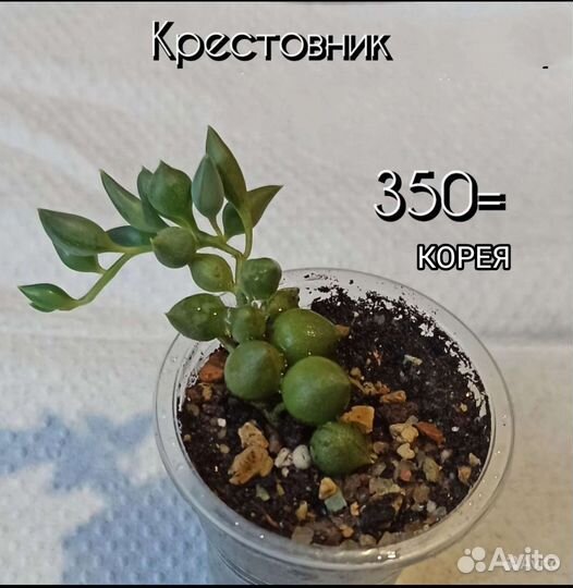 Крестовник Роули, Геррейна вар