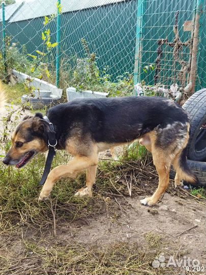 Собаке очень нужен дом