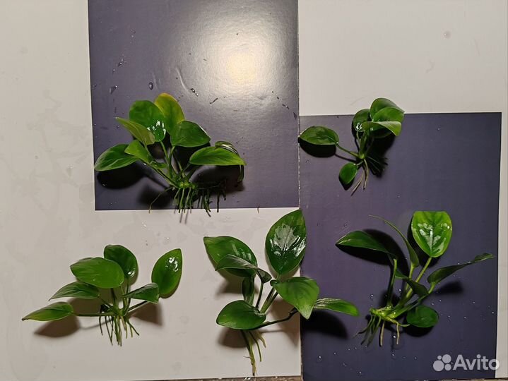 Аквариумные растения