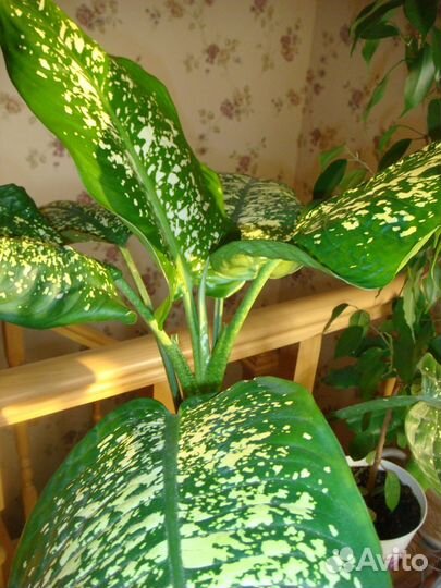 Комнатные цветы для офиса