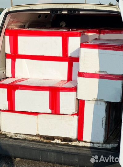 Живые раки оптом, с доставкой по РФ