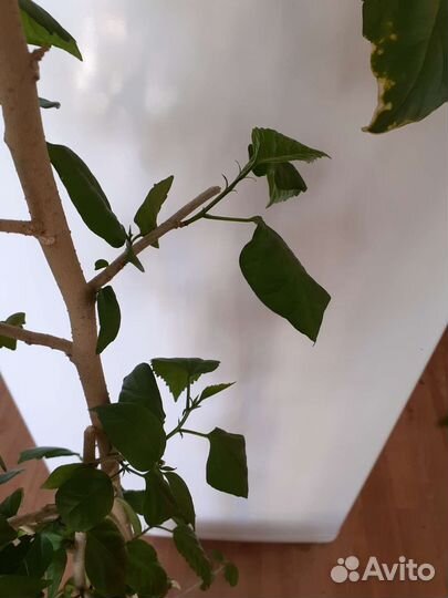 Гибискус или китайская роза