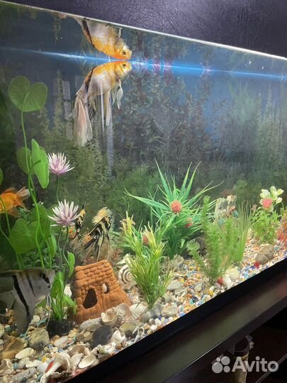 Аквариум