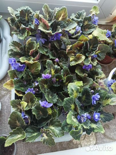 Продажа фиалок