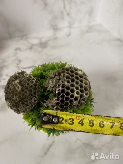 Осиное гнездо