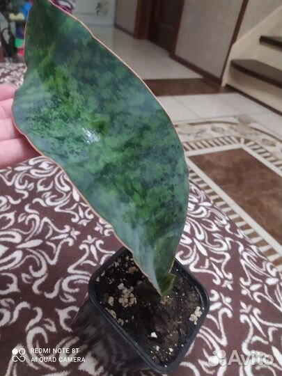 Сансевиерии