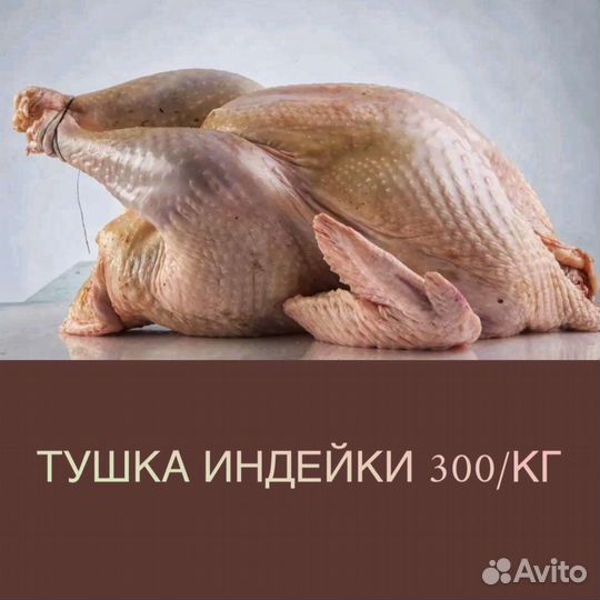 Домашняя индейка