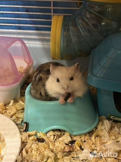 Джунгарский хомяк