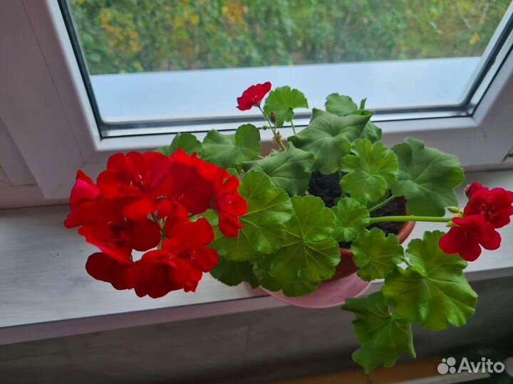 Пеларгония герань