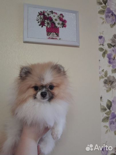 Померанский шпиц мини щенок