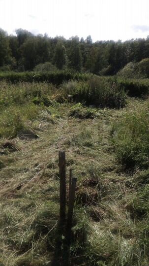 Участок 11 сот. (ИЖС)