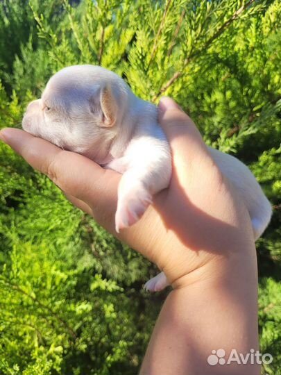 Щенки чихуахуа