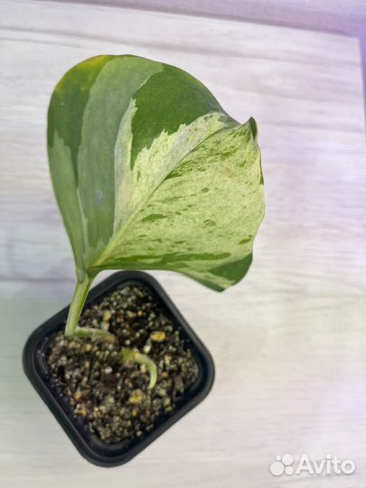 Комнатные растения цветы