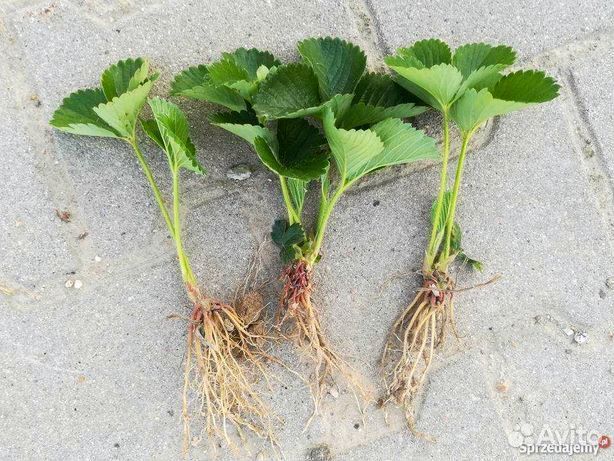 Рассада клубники