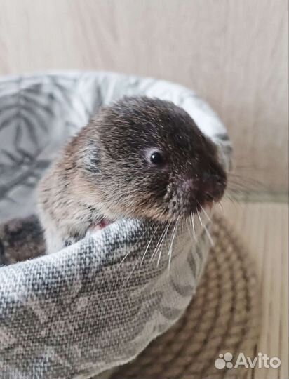 Слешушонка восточная, малыши