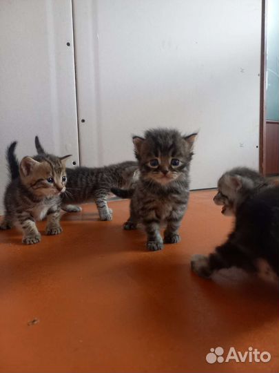 Котята от шотландской прямоухой