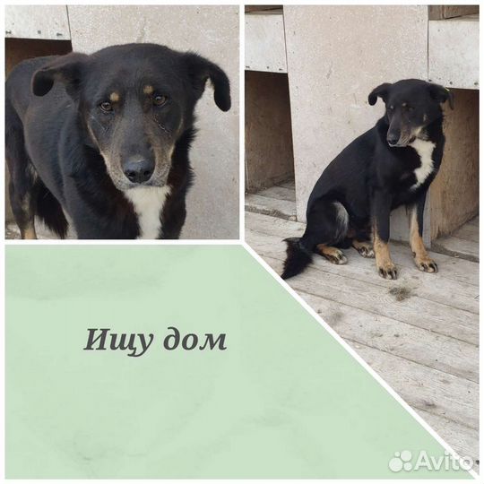 Собака Финик