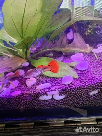 Аквариумные рыбки гуппи