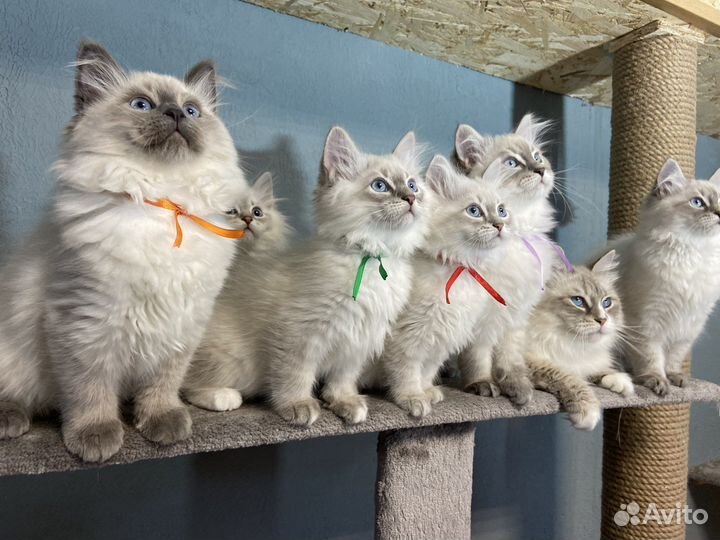 Невская маскарадная