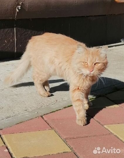 Рыжий кот