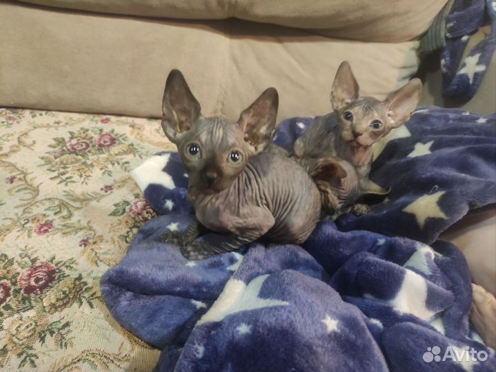 Котята сфинкс
