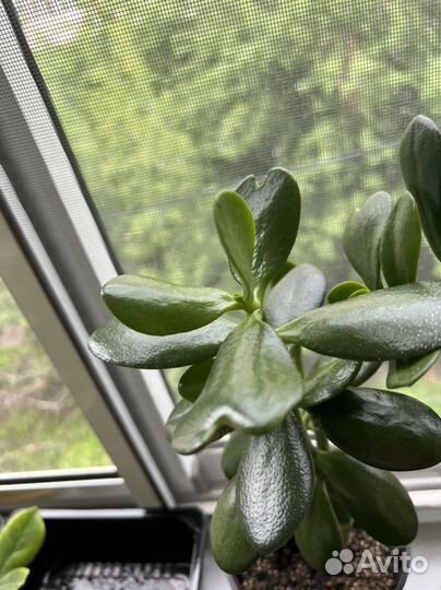 Толстянка денежное дерево крассула