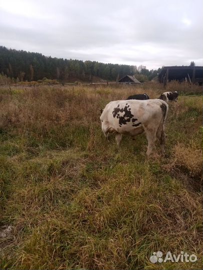 Быки на мясо