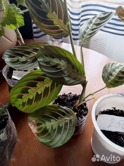 Комнатные цветы разные