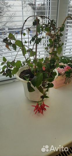Комнатные растения цветы
