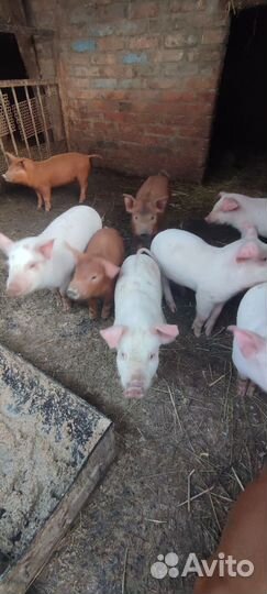 Поросята