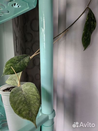 Хойя керри спот центр. Хойя Бахой