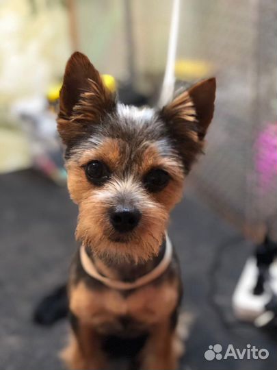 Йоркширский терьер вязка